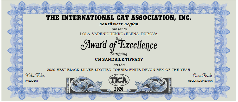 SandSilk Tiffany_2020 BEST BLACK SILVER SPOTTED TORBIE-WHITE DEVON REX OF THE YEAR
